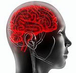 tekening van een doorzichtig hoofd waarin de hersenen rood gekleurd zijn